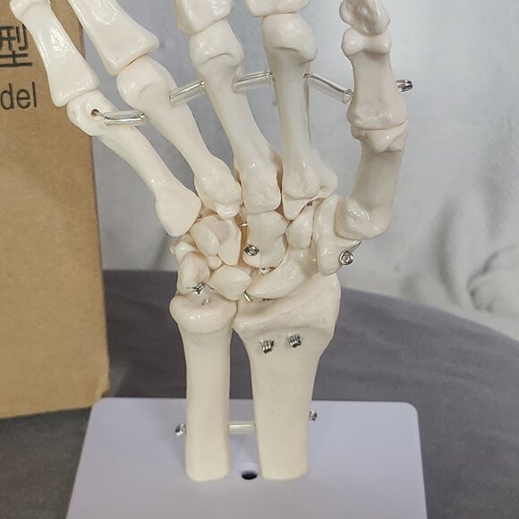 Human Hand Articulated Joint Model on Base - Picture 12 of 16